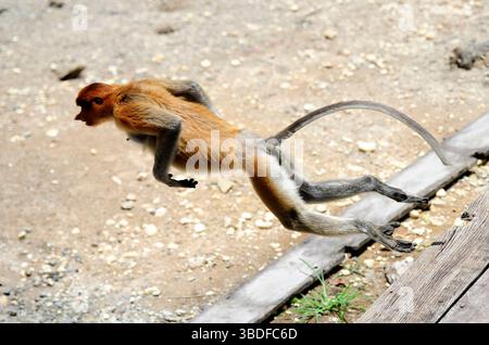 Proboscis-Affe in Labuk Bay, Borneo, Malaysia Stockfoto