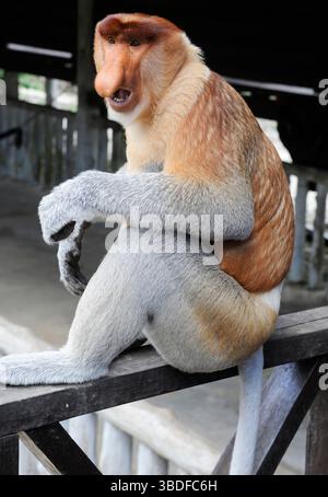 Proboscis-Affe in Labuk Bay, Borneo, Malaysia Stockfoto