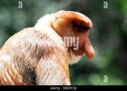 Proboscis-Affe in Labuk Bay, Borneo, Malaysia Stockfoto