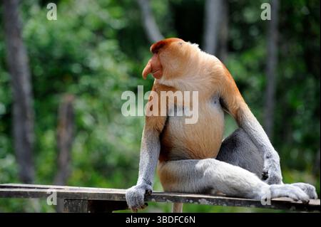 Proboscis-Affe in Labuk Bay, Borneo, Malaysia Stockfoto