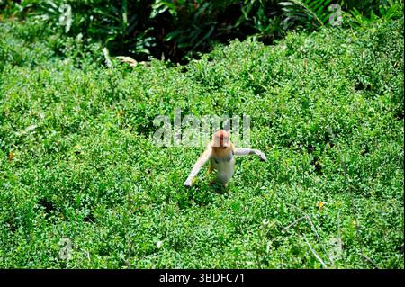 Proboscis-Affe in Labuk Bay, Borneo, Malaysia Stockfoto