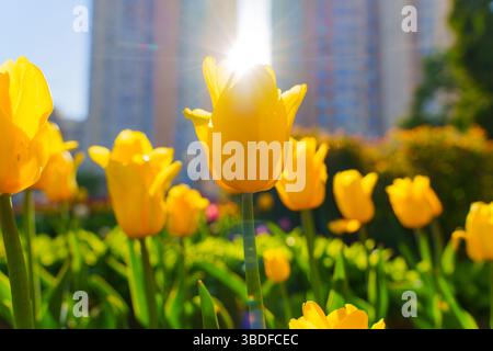Das helle Feld blühender gelber Tulpen fängt das Sonnenlicht in einem städtischen Garten ein, umgeben von hohen Gebäuden, und zeigt die Schönheit der Natur inmitten der Stadt Stockfoto