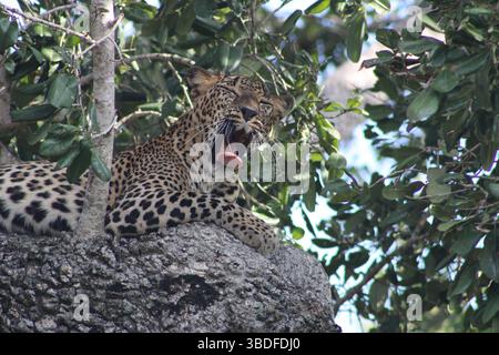 Sri Lanka Leopard (Panthera pardus kotiya) Yawning on a Tree im Yala National Park, Sri Lanka Stockfoto