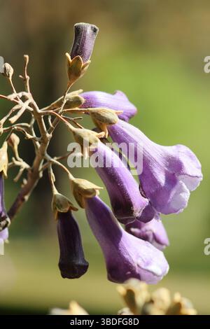 Paulownia tomentosa, oder Foxglove Baum, mit charakteristischen Mauvenblüten im Frühjahr. UK Stockfoto