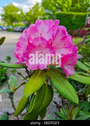 Eine Gruppe von leuchtend rosa Rhododendronblüten in voller Blüte, umgeben von üppig grünen Blättern, die im Freien mit einem verschwommenen urbanen Hintergrund erfasst werden Stockfoto