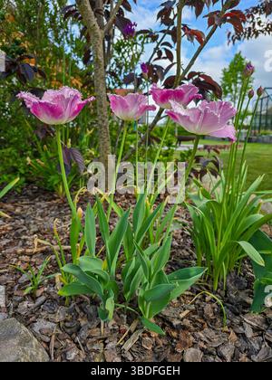 Pinkfarbene Tulpen mit Fransenblättern blühen anmutig in einem gemulcherten Gartenbeet, umgeben von frischem grünem Laub und inmitten eines ruhigen Frühlingsrückens Stockfoto