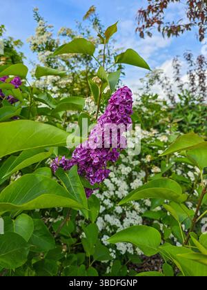 Fliederblütenzweig im Garten im Frühjahr Stockfoto