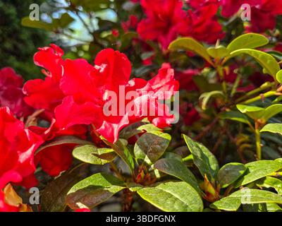 Rote Azaleblüten leuchten im Sonnenlicht, umgeben von glänzend grünen Blättern in einem lebendigen und blühenden Garten Stockfoto