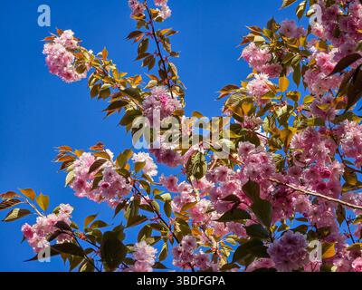 Rosafarbene Kirschblüten blühen auf sonnendurchfluteten Zweigen und heben sich wunderschön von einem tiefblauen Frühlingshimmel ab Stockfoto