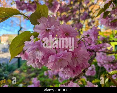 In der Nahaufnahme der leuchtenden rosafarbenen Kirschblüten werden die zarten Blütenblätter und die frischen grünen Blätter vor einem sanft verschwommenen Hintergrund im Frühling festgehalten Stockfoto