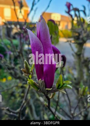 Tiefviolette Magnolienblüten beginnen sich zu öffnen, umgeben von frischen grünen Blättern, vor einem weichen Vorstadthintergrund im frühen Frühlingslicht Stockfoto