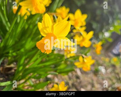 In einem sonnendurchfluteten Garten blühen leuchtende gelbe Narzissen, deren fröhliche Blütenblätter im sanften Licht des frühen Frühlings warm leuchten Stockfoto