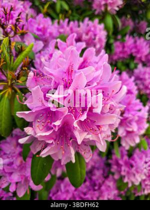 Rosafarbene Rhododendron- oder Azaleblüte während der Blüte Stockfoto