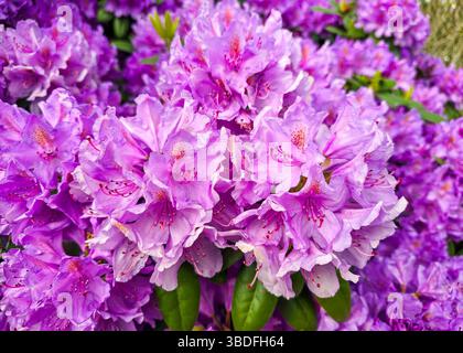 Rosa oder lila Rhododendronblüte während der Blüte Stockfoto