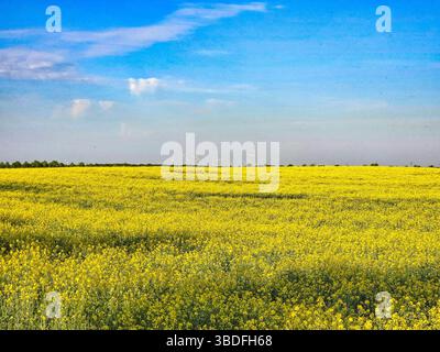 Das riesige gelbe Rapsfeld erstreckt sich bis zum Horizont unter einem hellblauen Himmel und strahlt die lebendige Energie des Frühlings auf dem Land aus Stockfoto