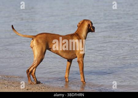 Magyar Vizsla, Ungarischer Pointing Dog Stockfoto