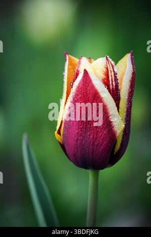 Zweifarbige Tulpe mit Tautropfen im Frühlingsgarten – Makroaufnahme aus nächster Nähe Stockfoto