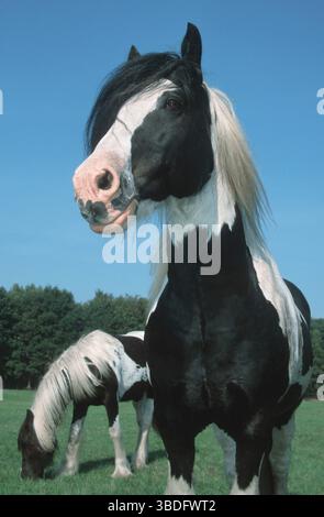 Irische Tinker-Ponys, Hengst Stockfoto