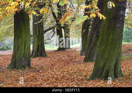 Rosskastanienallee in Rosskastanie (Aesculus hippocastanum) Stockfoto