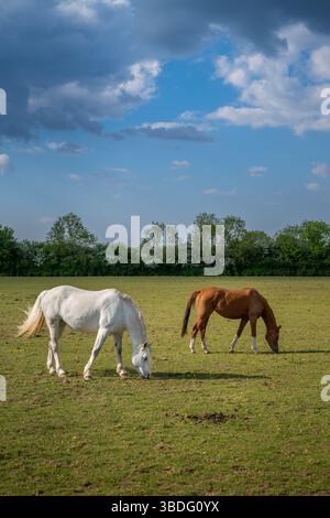 Ein weißes Pferd und ein Kastanienpferd weiden auf einem Feld. Farm-Szene in der Nähe von Farleigh in Surrey, Großbritannien. Stockfoto