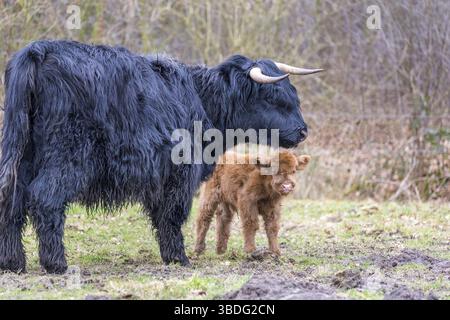 Schwarzen schottischen Highlander Mutterkuh mit Neugeborenen braune Kalb im Frühling Stockfoto