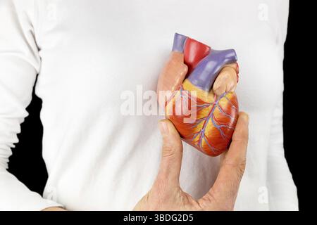 Weibliche Hand hält menschlichen Herzen Modell vor weiße Brust mit schwarzem Hintergrund Stockfoto