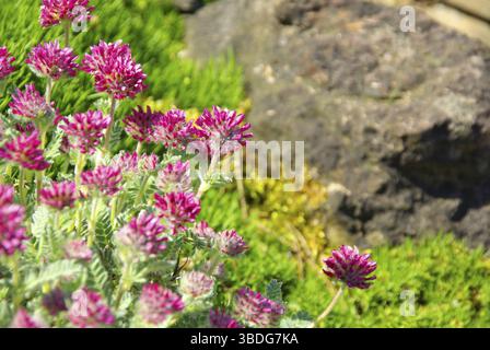 Nierenwicke, Anthyllis montana Stockfoto
