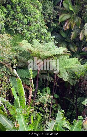 Riesenbaumfarn, El Yunque National Forest, Puerto Rico Stockfoto