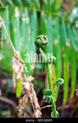 Fiddlehead eines westindischen Baumfarns im El Yunque National Forest, Puerto Rico Stockfoto