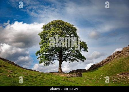 Sycamore Gap Tree oder Robin Hood Tree war ein 150 Jahre alter Platanen-Baum neben der Hadrian's Wall in der Nähe von Crag Lough in Northumberland. Illegal gefällt. Stockfoto