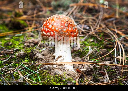 Giftige Pilzfliege auf dem Boden im Wald mit einem Marienkäfer drauf. Amanita im Wald, mit rotem Hut und weißen Flecken. Stockfoto