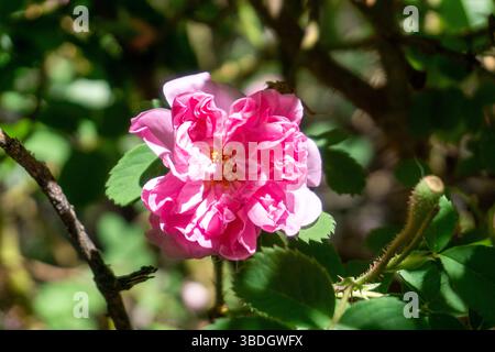 Eine detaillierte Nahaufnahme einer blühenden Damaszener Rose (Rosa damascena) mit sanften rosa Blüten, aufgenommen in einem chilenischen Garten. Bekannt für seinen Duft und seine Verwendung in Co Stockfoto