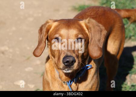 Ein Nahporträt eines Hundes mit einem glücklichen Gesicht, der aufmerksam in die Ferne blickt. Einen Spaziergang auf dem Land machen. Stockfoto