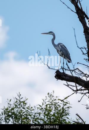 Ein grauer Reiher, der auf einem Baumzweig sitzt Stockfoto