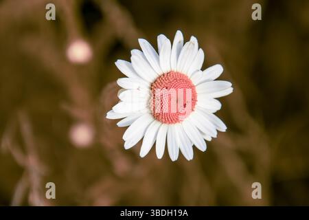 Weiße Margerite (Leucanthemum vulgare) mit ungewöhnlich rosa gefärbter Blütenmitte – Makroaufnahme Stockfoto