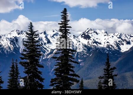 Die zerklüfteten Olympic Mountains aus der Hurricane Ridge, Olympic National Park, Washington State, USA Stockfoto