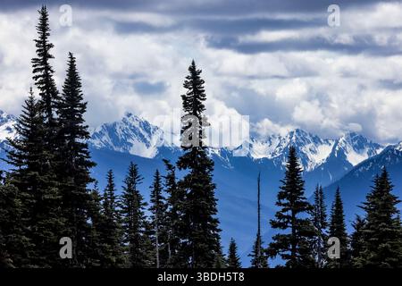 Die zerklüfteten Olympic Mountains aus der Hurricane Ridge, Olympic National Park, Washington State, USA Stockfoto