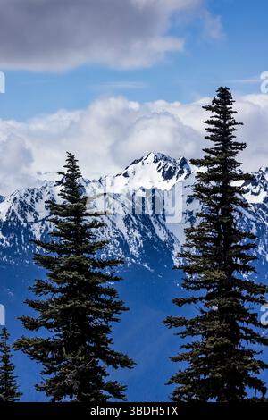 Die zerklüfteten Olympic Mountains aus der Hurricane Ridge, Olympic National Park, Washington State, USA Stockfoto