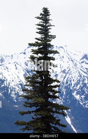 Die zerklüfteten Olympic Mountains aus der Hurricane Ridge, Olympic National Park, Washington State, USA Stockfoto