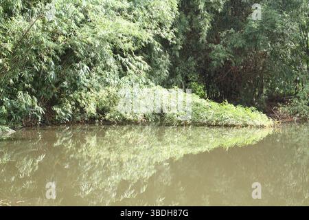 Eine ruhige, natürliche Landschaft mit einem ruhigen Wasserkörper, der das dichte, grüne Laub der Bambusbäume am Ufer reflektiert. Stockfoto