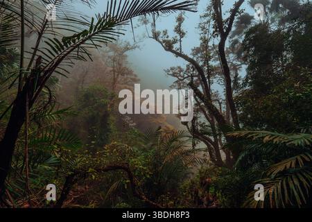 Tropischer Regenwald an einem bewölkten nebeligen Tag Stockfoto