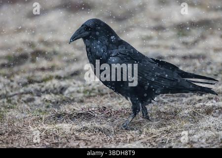 Common Raven, Covrus Corax, mit fallendem Schnee auf der Hurricane Ridge, Olympic National Park, Washington State, USA Stockfoto