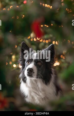 Vertikales Porträt von Border Collie mit niedlichem Look während der Weihnachtszeit. Flache Tiefe des Feldes des des entzückenden, pelzigen Schwarzen und Weißen Hundes. Stockfoto