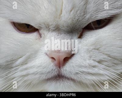 Nahaufnahme einer weißen persischen Katze, die intensiv starrt und ihren faszinierenden Blick und ihr luxuriöses Fell zeigt Stockfoto