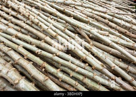 Der Maniokstiel wird getrocknet, geschnitten, zu Manioksamen verarbeitet und auf den Feldern gepflanzt. Stockfoto