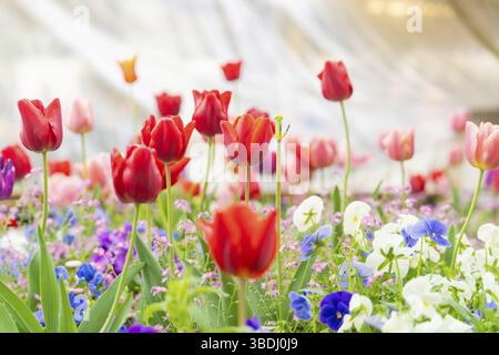 Farbenfroher Blumengarten mit roten und weißen Tulpen, umgeben von verschiedenen Blumen, Sindelfingen, Deutschland, Europa Stockfoto