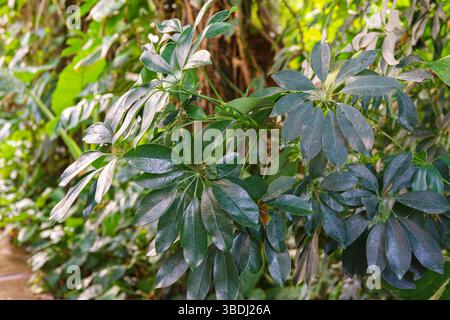 Saftig grüne Schefflera Aktinophylla oder Regenschirmbaum grüne Blätter aus nächster Nähe. Dekorative Hauspflanze im botanischen Garten oder Gewächshaus. Pflanzenzüchtung, g Stockfoto