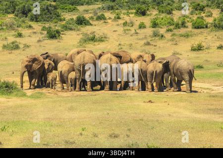 Von hinten gesehen von einer Gruppe afrikanischer Elefanten um ein fast trockenes Becken. Addo Elephant National Park, Eastern Cape, in der Nähe von Port Elizabeth in South AF Stockfoto