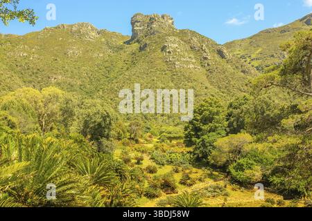 Blick auf Table Mountain National Park von Kirstenbosch National Botanical Gardens in Kapstadt, Südafrika gesehen. Kirstenbosch ist ein unes Stockfoto