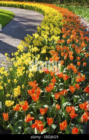 Reihen von orange Tulpen und gelbe Narzissen entlang Gehweg Stockfoto